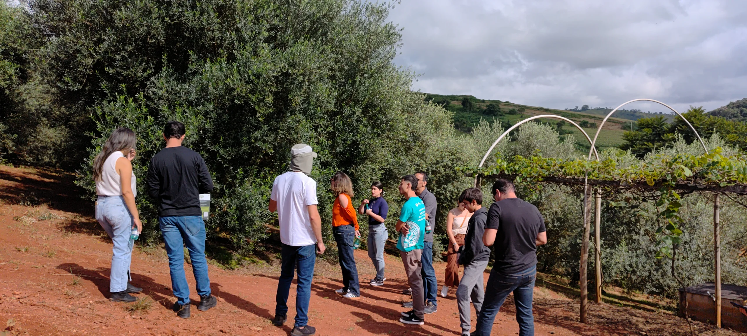 20250427_092342 OLIVAS GERAIS AZEITE