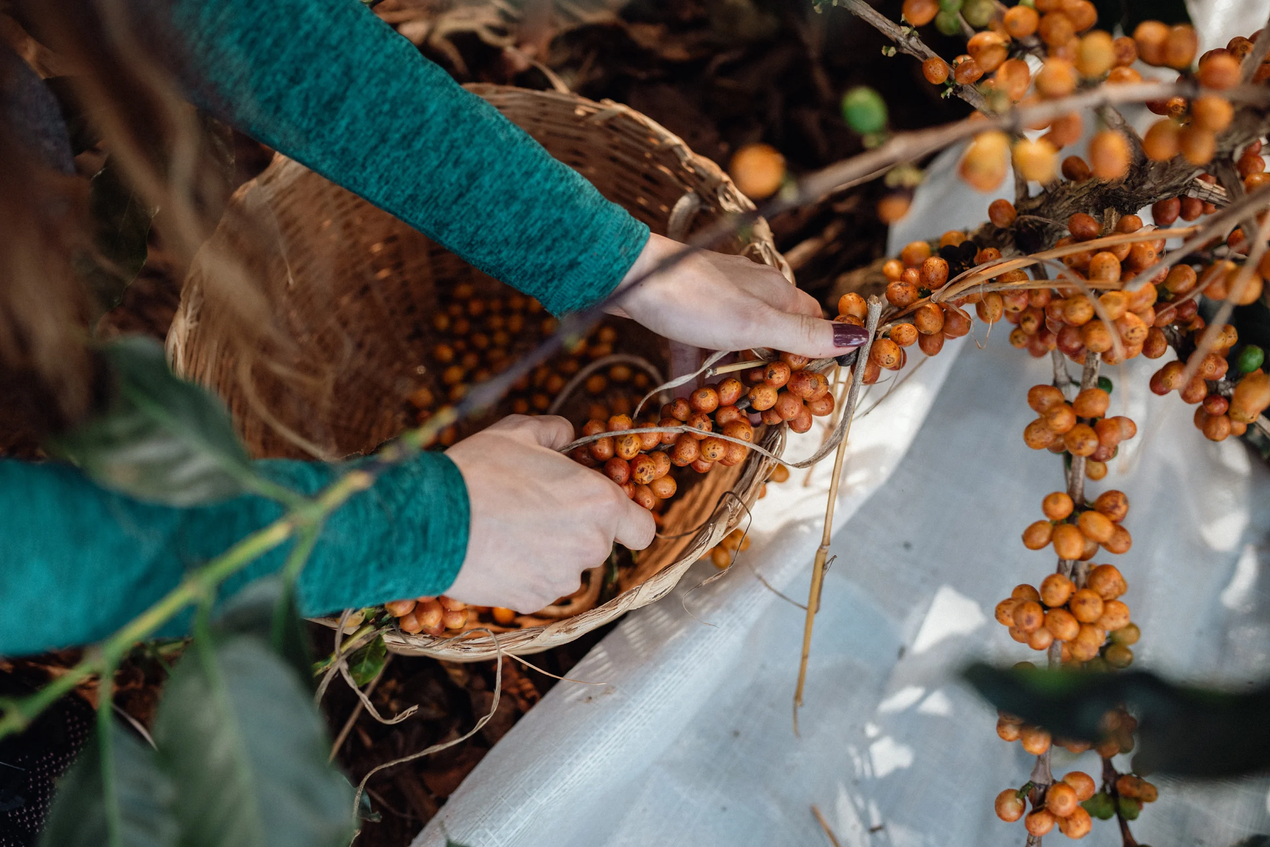 RotaCafeEspecialUnique5